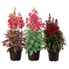 Image result for lobelia