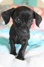 Black And White Dachshund Mix Bedminster Nj Chihuahua Dachshund Mix Meet Rambler A Puppy For Adoption Chiweenie Puppies Dachshund Mix Chihuahua Mix