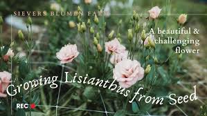 Image result for eustoma lisianthus in garden