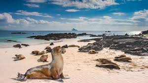 Jump to navigation jump to search. Die 8 Schonsten Strande Der Galapagos Costa Kreuzfahrten