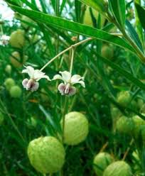 Image result for Gomphocarpus glaucophyllus