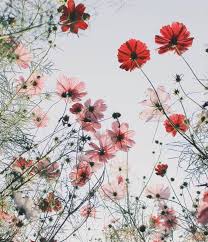 And cant be happier of how this picture codes came out. Flower Aesthetic Wallpaper Pinterest Novocom Top