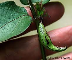 Image result for Vincetoxicum sylvaticum