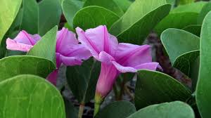 Bagi rakyat filipina, bunga yang juga biasa disebut sebagai arabian jasmine ini adalah lambang bunga berkelopak lima ini secara simbolik merepresentasikan lima prinsip kekuatan nasional malaysia dan warna merahnya menyimbolkan. File Bunga Tapak Kuda Jpg Wikimedia Commons