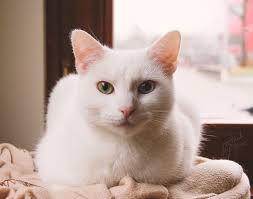 122 Unusually Beautiful Animals With Different-Colored Eyes