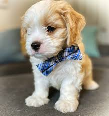 Puppyfinder.com is your source for finding an ideal cavachon puppy for sale in usa. Cavalier Chon Poo Available Cavalier And Cavachon Puppies