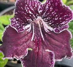 Image result for Streptocarpus sp.nov. aff. S. grandis