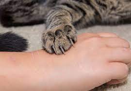 Infections can result in sepsis or blood poisoning and if your cat has a wound, you need to take it to the vet to be cleaned and disinfected, possibly stitched. What You Should Do For A Cat Bite Or Scratch Health Essentials From Cleveland Clinic