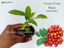 Image result for Drypetes sclerophylla