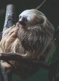 Reverie Aww Cutesloths Sloths Boopthesnoot Cuddle Fluffy Animals Aww Socute Puppy Bestfriend Itssofluffy Sloth Wet Sloth Animals