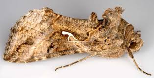 Image result for Autographa gamma