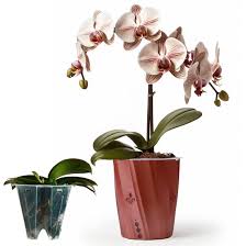 Image result for orchid cuttings