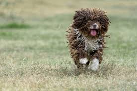 Spanish Water Dog - Wikipedia