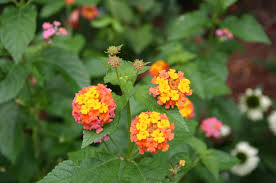 Image result for Lantana moldenkei