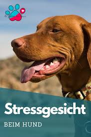 Das Stressgesicht Beim Hund Hunde Hundchen Training Stress