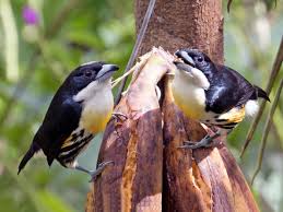 Bird With Red Spot On Head And Black Spot On Chest Pin By Taha Otefy On Barbet In 2020 Bird Species Species Top Photo