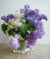Beautiful Lilac X Www Wisteria Avenue Co Uk Lilac Tree Beautiful Flowers Sunflowers And Daisies