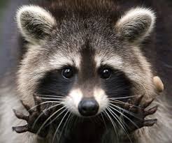 Community Post What Disney Movie Hero Heroine Are You Actually Cute Animals Cute Raccoon Animals