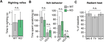 the signaling lipid sphingosine 1 phosphate regulates