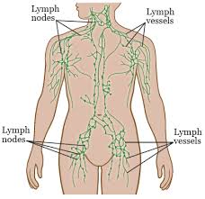 33 Rigorous Lymph Node In Body