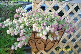 Ornamental Oregano Kent Beauty Origanum Rotundifolium Plants Hanging Baskets Ground Cover