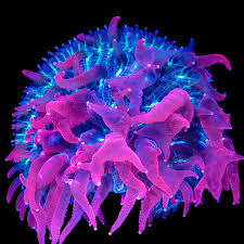 Image result for Nesaea dinteri