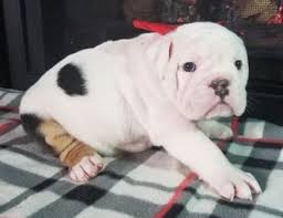 Black And White English Bulldog Puppy Stella Is A Black Tri Female English Bulldog Puppy American Born And Raised With Champion Lines Being Sold With A One Y English Bulldog Puppy Puppies Dog Cat