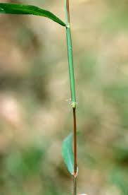 Image result for Digitaria minoriflora