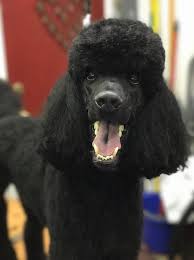It's partly hygiene, and it's partly aesthetic, says standard poodles are larger than toys and minis. Black Blue Silver