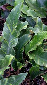 Image result for Pyrrosia