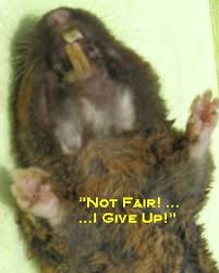 Image result for pocket gophers