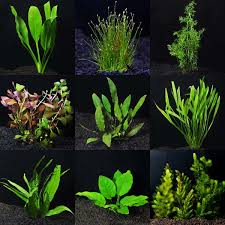 Aquarium Plant Pack Deluxe Aquatic Plants For Freshwater Aquariums