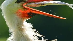 Lagu minang burung lah putih meredaiподробнее. Burung Burung Yang Hidup Dari Memakan Sampah Bbc News Indonesia