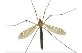10 cara ampuh untuk membasmi jentik nyamuk. Cara Membasmi Jentik Nyamuk Secara Alami Dan Ampuh Penjaga Rumah