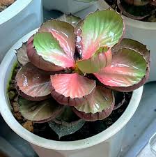 Image result for Euphorbia rubriflora