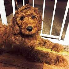 Maybe you would like to learn more about one of these? Irish Doodles Learn About Mini And Standard Irish Doodle Puppies In North Carolina
