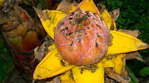 Image result for Musaceae