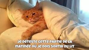 Resultat De Recherche D Images Pour Chat Sourire