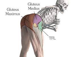 The glutes diagram gluteal muscles glutes anatomy drawings pare thigh muscle diagram sore glute upper hip pain learn thigh muscle diagram between sore glute and gluteal tear that thigh. How To Draw Butts Proko