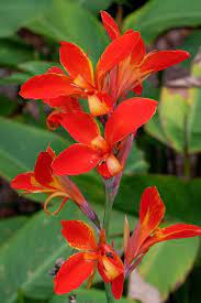Pin On Summer Color For Your Garden 2018 Pdn