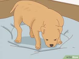 Why won't my bichon frise puppy sit? How To Breed Pit Bulls With Pictures Wikihow