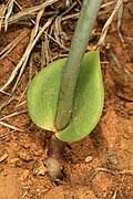 Image result for Eriospermum roseum
