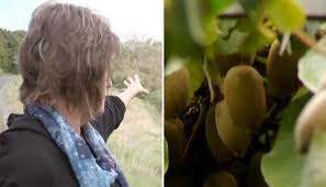 If you have any other question or need extra help, please feel free to contact us or use the search box/calendar for any clue. Spot Testing Of Northland Kiwifruit Orchards For Toxic Chemical Spray Hi Cane Newshub