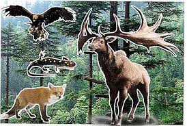 Mult timp, toate vietuitoarele de pe pamant au convietuit intr un echilibru ecologic ce a constituit conditia esentiala a existentei si continuitatii vietii. Caracteristici Ale PÄƒdurilor Conifere FlorÄƒ FaunÄƒ ClimÄƒ LocaÈ›ie Thpanorama Acum DeveniÈ›i Mai Buni