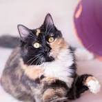 Tortoiseshell Cats Facts, Genetics And Personality