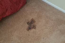 What is your next reaction? Carpet Burns Maryland Carpet Repair