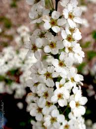 Common lilac flowers in late springs. Pin On Flowering Shrubs