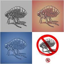 Why flea eggs must be destroyed before they hatch. What Do Flea Eggs Look Like On My Dog And Then What Do I Do Doghubs Community