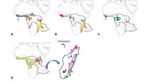 Image result for Coffea salvatrix