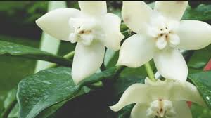 Image result for Hyparrhenia griffithii